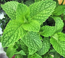 Mosquito-Repelling Flower & Herb Seeds for a bright addition to the Garden & Vegetable Patch