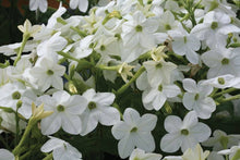 Nicotiana Saratoga White Flower Pelletized Seeds for a bright addition to the Elegant Annual Gardens