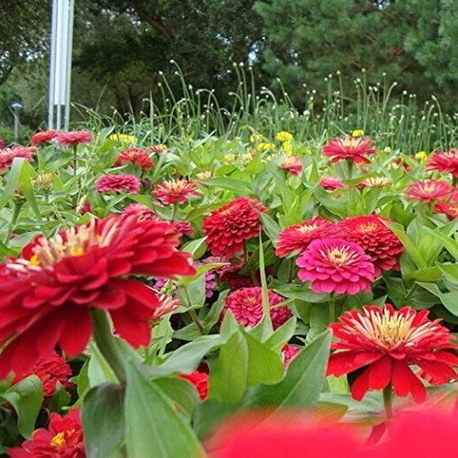 Chrysanthemum Chrysanthemum Morifolium flower seeds for planting in home garden flower beds and patio containers - for planting in home garden