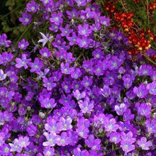 Venus Looking Glass Legousia Speculum Blue Ground Cover Seeds for a lasting display in the Rock Borders
