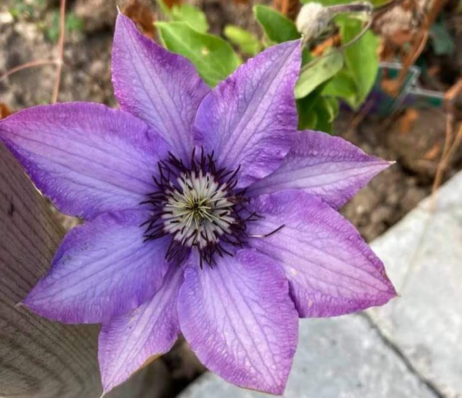Clematis Clematis Florida Flower Seeds for Planting in Home Garden and Vertical Trellises - for planting in home garden