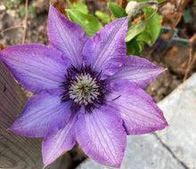 Clematis Clematis Florida Flower Seeds for Planting in Home Garden and Vertical Trellises - for planting in home garden
