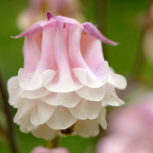 Columbine Pink Petticoat Seeds grown for pretty Pink Flowers