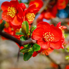 Japanese Quince Seeds (Chaenomeles japonica) for colorful blooms in the Home Garden & Flower Bed