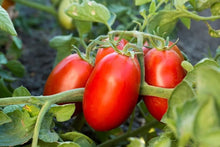 Goldman Pomodoro Italian Paste Tomato Seeds for growers stocking a kitchen garden