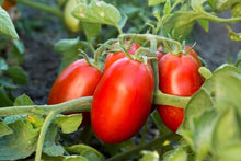 Long Cluster Tomato Seeds (Solanum lycopersicum) for growers stocking the vegetable patches and home gardens