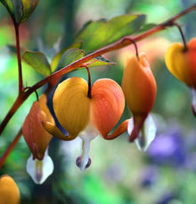 Plant Seeds (Bleeding heart) for a lasting display in the shade garden planting