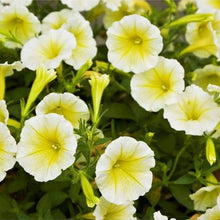 Petunia Petunia × hybrida Easy Wave Yellow Hybrid flower Seeds for a lasting display in the hanging baskets or garden beds