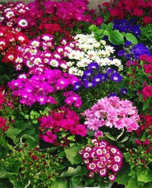 Mixed Color Cineraria Plant Seeds for seasonal color across the Home & Garden