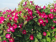 Morning Glory Seeds (Ipomoea purpurea) for a bright addition to the fences and vertical garden spaces