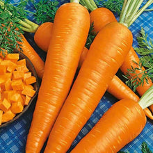 Denver Carrot Seeds for a productive addition to the vegetable patch