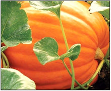 Big Max Pumpkin Seeds (Cucurbita maxima) for growers stocking the large home garden yields and fall planting
