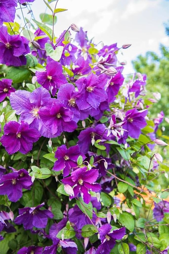 Clematis Viticella Flower Garden Seeds