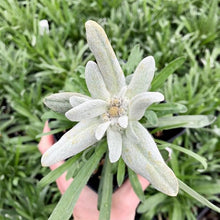 Edelweiss Seeds (Leontopodium alpinum) for colorful blooms in the Alpine Garden