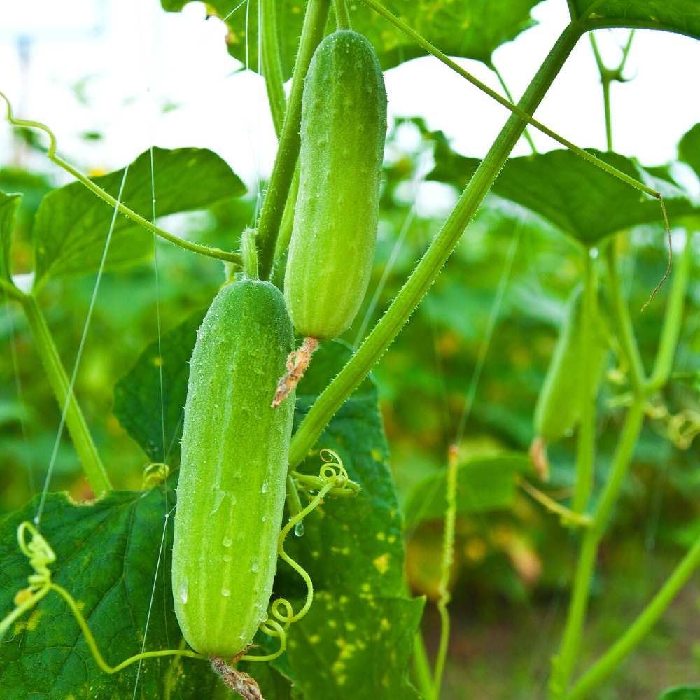 Giant Cucumber in Bonsai for planting in vegetable patch