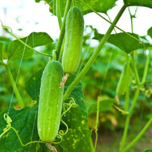 Giant Cucumber in Bonsai for planting in vegetable patch