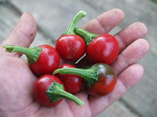 Trinidad Sweet Cherry Pepper Seeds for a productive addition to the vegetable patch
