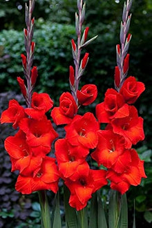 Gladiolus Perennial Seeds for a colorful addition to any planting