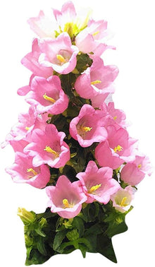Campanula Seeds (Campanula spp.) for a bright addition to the Flower Bed & Cottage Garden