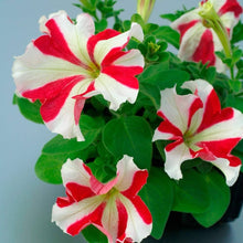 Petunia Confetti Tango Red Star Seeds for growers filling out the flower bed