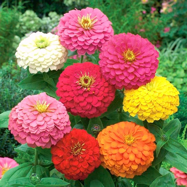 Cactus zinnia  Zinnia elegans  flower border seed