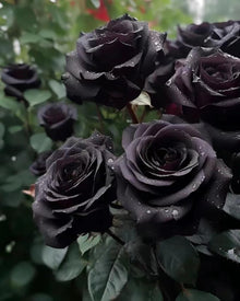 Rare Black Rose China Seeds for a colorful addition to any planting