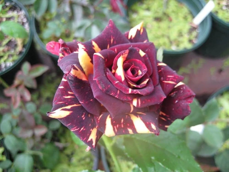 Rose Rosa Hybrida Black with White Red Edge Flower Seeds for Planting – Flower Seeds for Home Garden Borders