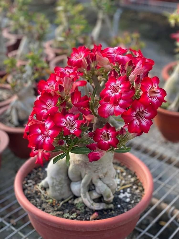 Oriental Cherry Sakura bonsai seeds