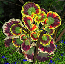 Geranium Seeds for reliable seasonal color