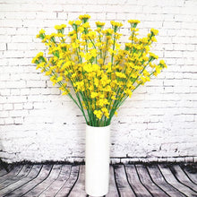 Rapeseed Seeds (Brassica napus) for a bright addition to the Flower Bed
