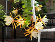 Epiphyllum Cactus Seeds (Epiphyllum oxypetalum) known for hanging baskets and tropical indoor planting