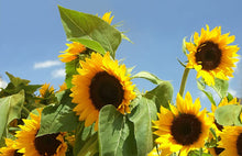 Mixed Sunflower Seeds (Helianthus annuus) for a lasting display in the Flower Bed