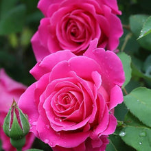 Barbara Streisand Rose Seeds (Rosa hybrid) for seasonal color across the flower beds and urban gardens