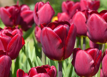 True Tulip Bulbs (Not Seeds for a lasting display in the Vibrant Landscapes