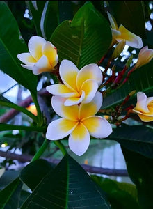 Mixed Color Plumeria Agave Seeds (Plumeria spp.) for a lasting display in the Tropical Garden