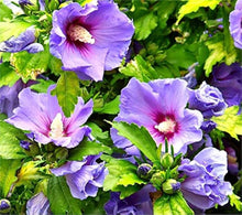 Lavender Mist Hibiscus Seeds valued for tropical Planting