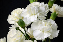 White Carnation Seeds (Dianthus caryophyllus) for reliable seasonal color