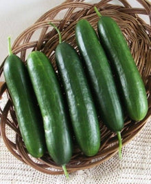 Balcony Cucumber – Cucumis sativus – for planting in home garden