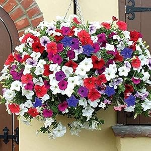 Violet Flower - for planting in home garden