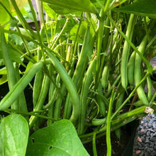 White Bush Bean Seeds known for easy Home Gardening