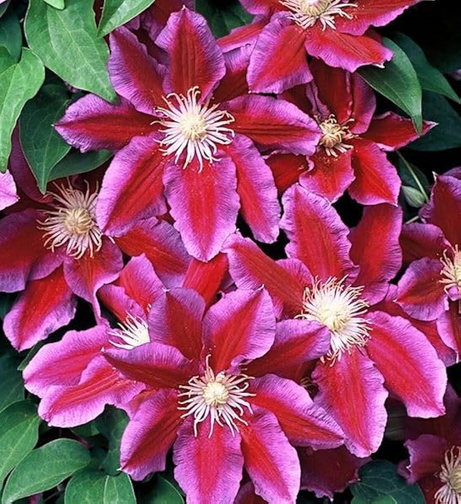 Clematis Flower ��������� Clematis spp. ��������� for planting in dark pink garden