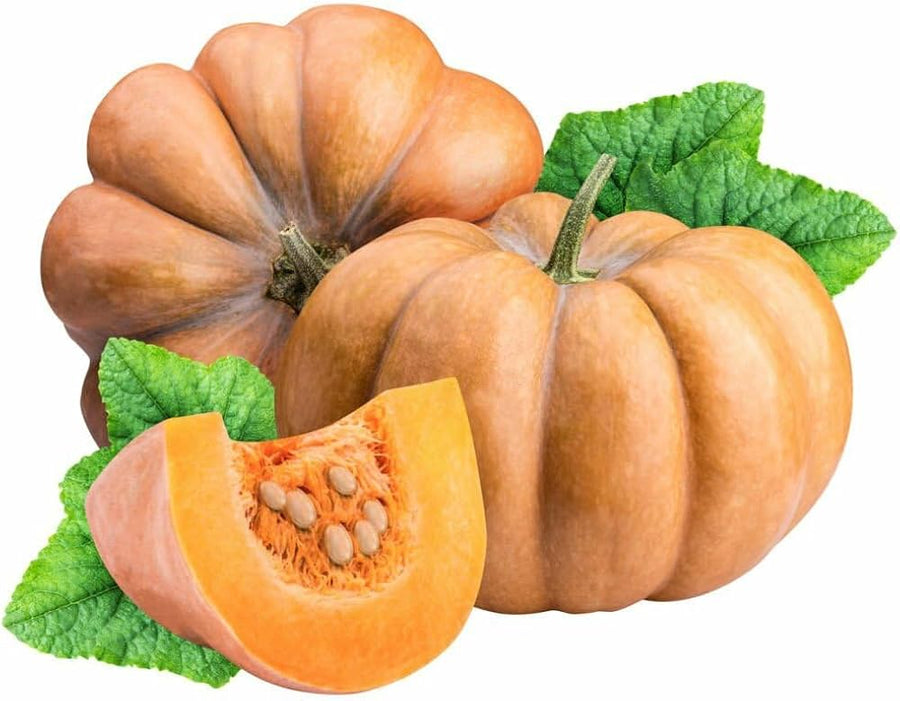 Bonsai Pumpkin Cucurbita Pepo Seeds for planting in miniature garden