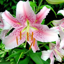Lily Giglio Lilium Seeds for growers filling out the Home Indoor Pots