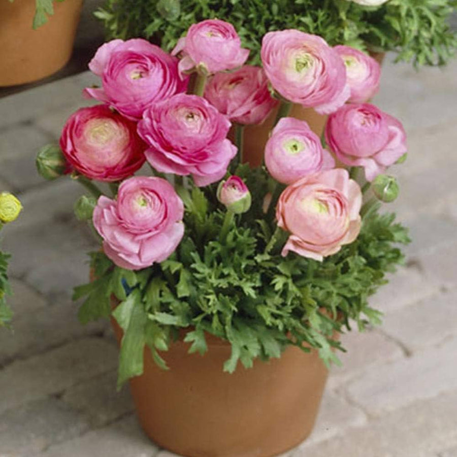 Ranunculus Asiaticus for planting in flower bed