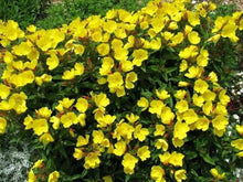 Evening Primrose Seeds for reliable seasonal color