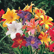 Daylily Hybrid Holland Rainbow Seeds for reliable seasonal color