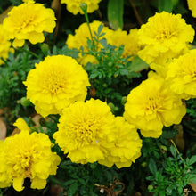 Annual Nana Honey Moon French Marigold Flower Tagetes Patula Seeds for a colorful addition to any planting