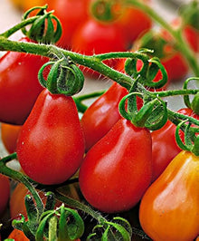 Italian Red Pear Tomato Seeds for a reliable harvest in the Garden