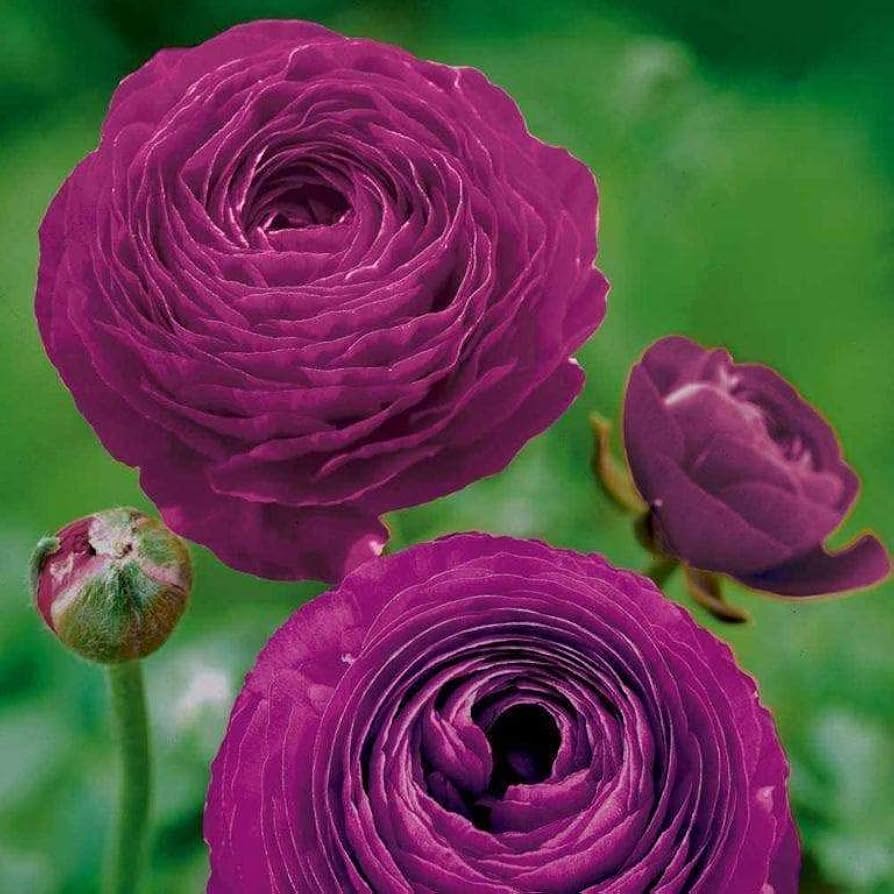 Ranunculus Ranunculus Asiaticus Flower Seeds for Planting – Great for Backyard Gardening and Cut Flower Displays