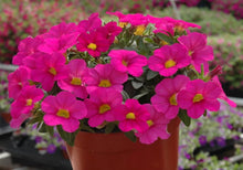 Pelletized Logro Floribunda Rose Vein Petunia Seeds for seasonal color across the Striking Garden Displays